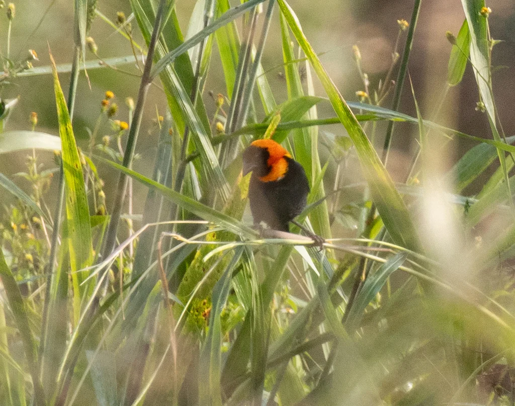 黑巧织雀(Euplectes gierowii)