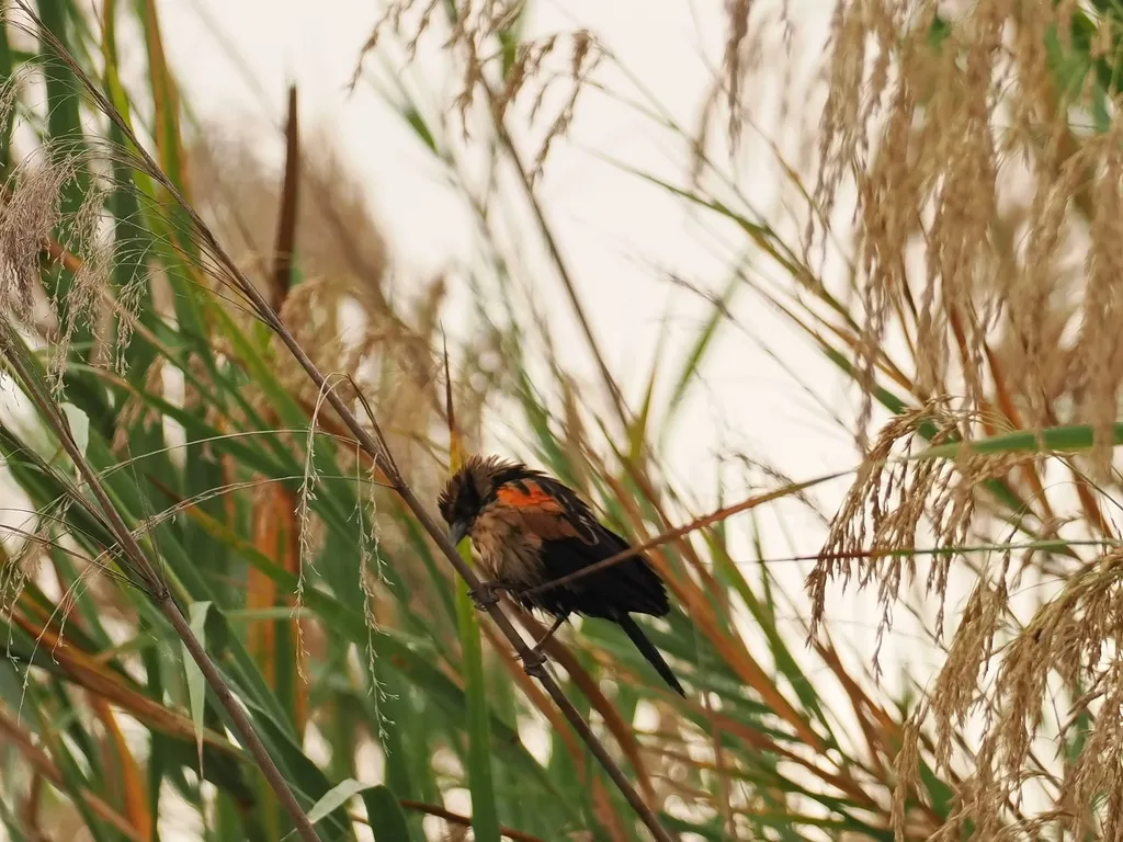 沼泽巧织雀(Euplectes hartlaubi)
