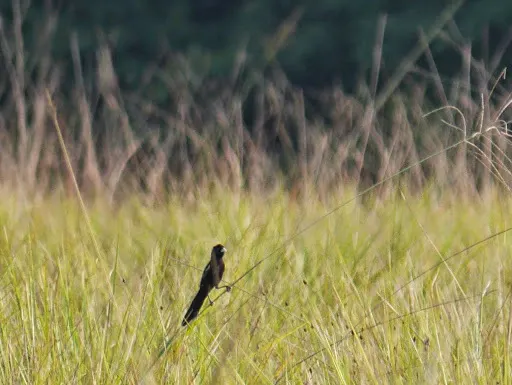 沼泽巧织雀(Euplectes hartlaubi)