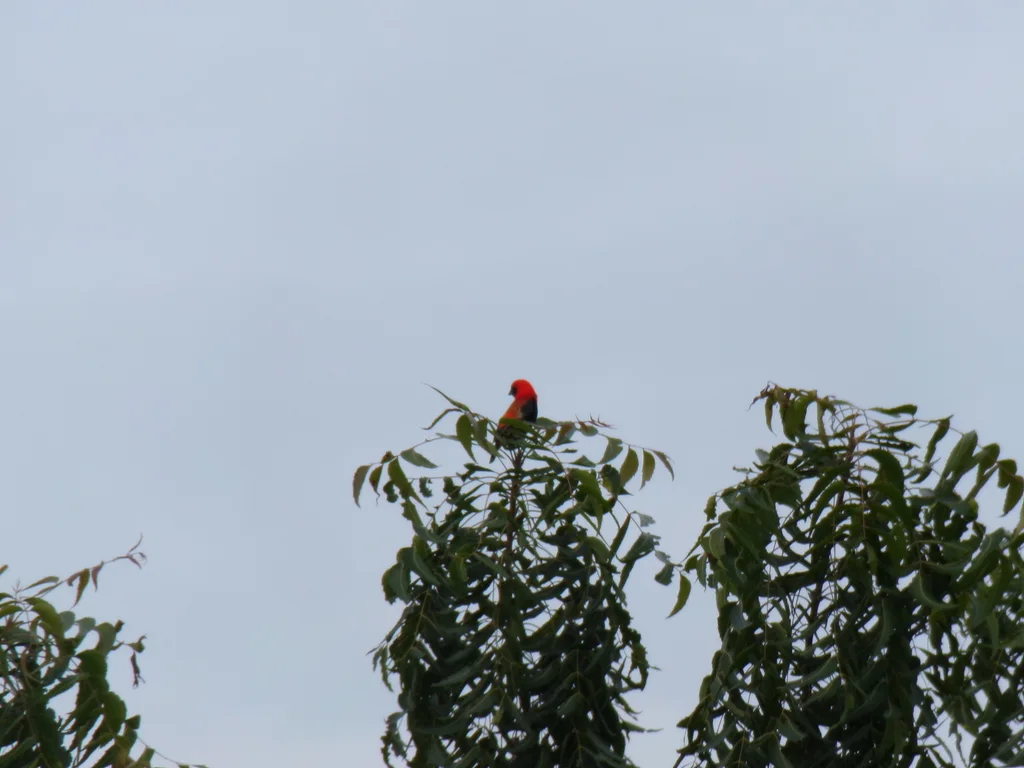 黑翅巧织雀(Euplectes hordeaceus)