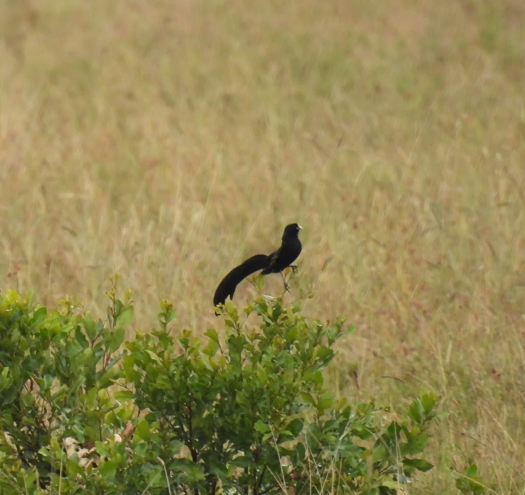杰氏巧织雀(Euplectes jacksoni)