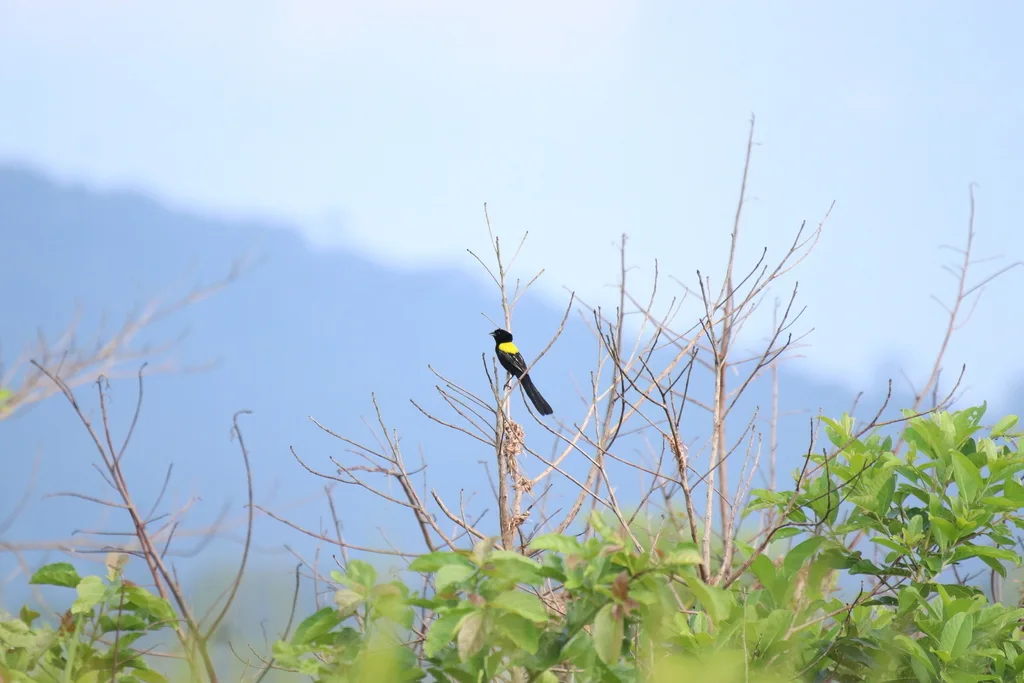 黄肩巧织雀(Euplectes macroura)