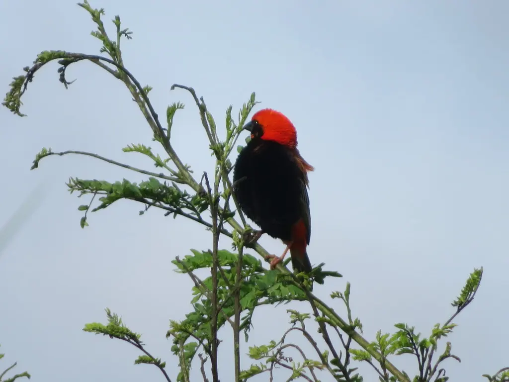 黑臀巧织雀(Euplectes nigroventris)