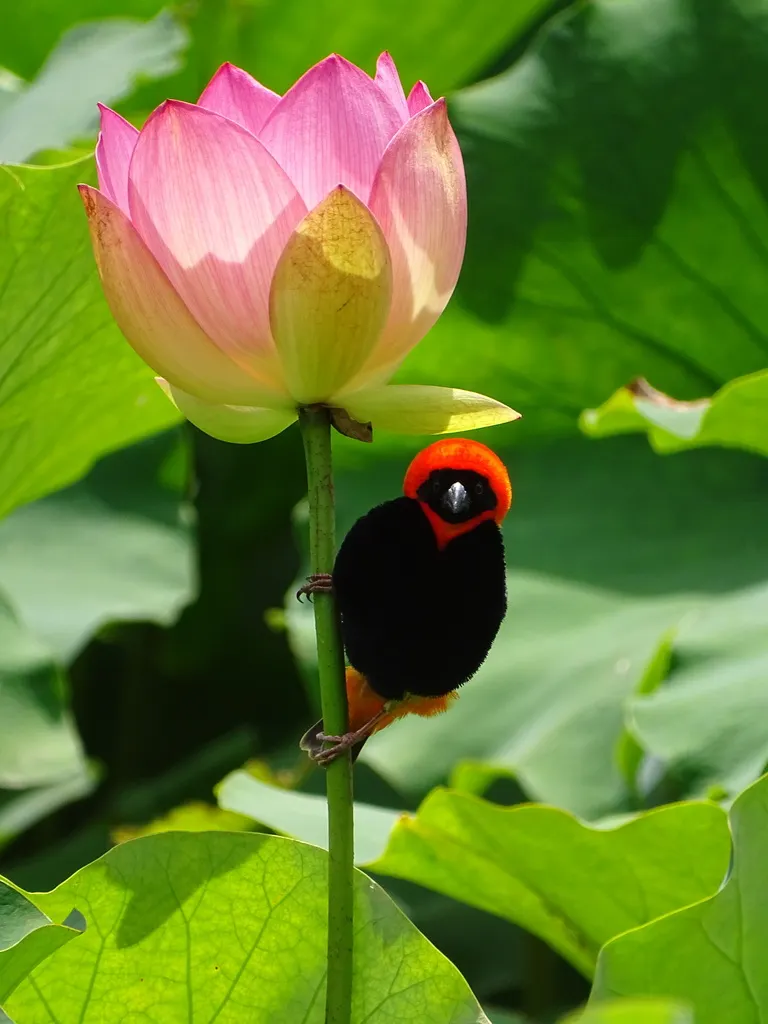 红巧织雀(Euplectes orix)
