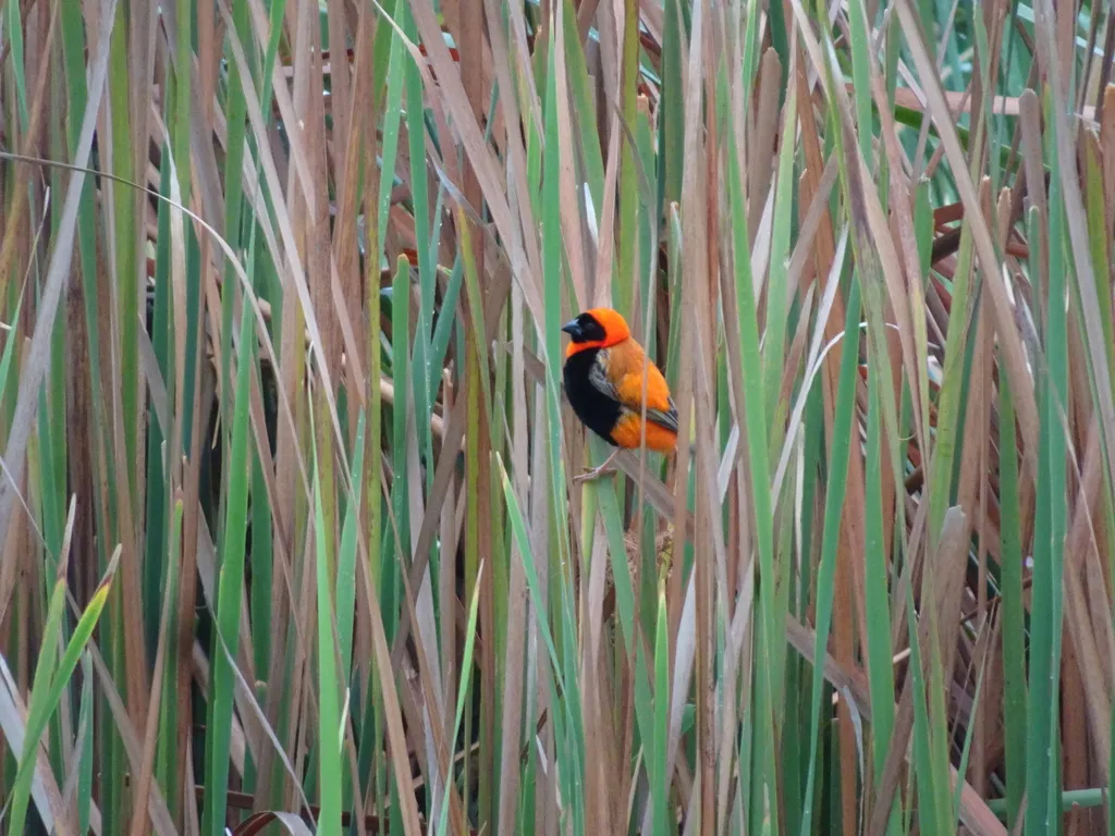 红巧织雀(Euplectes orix)
