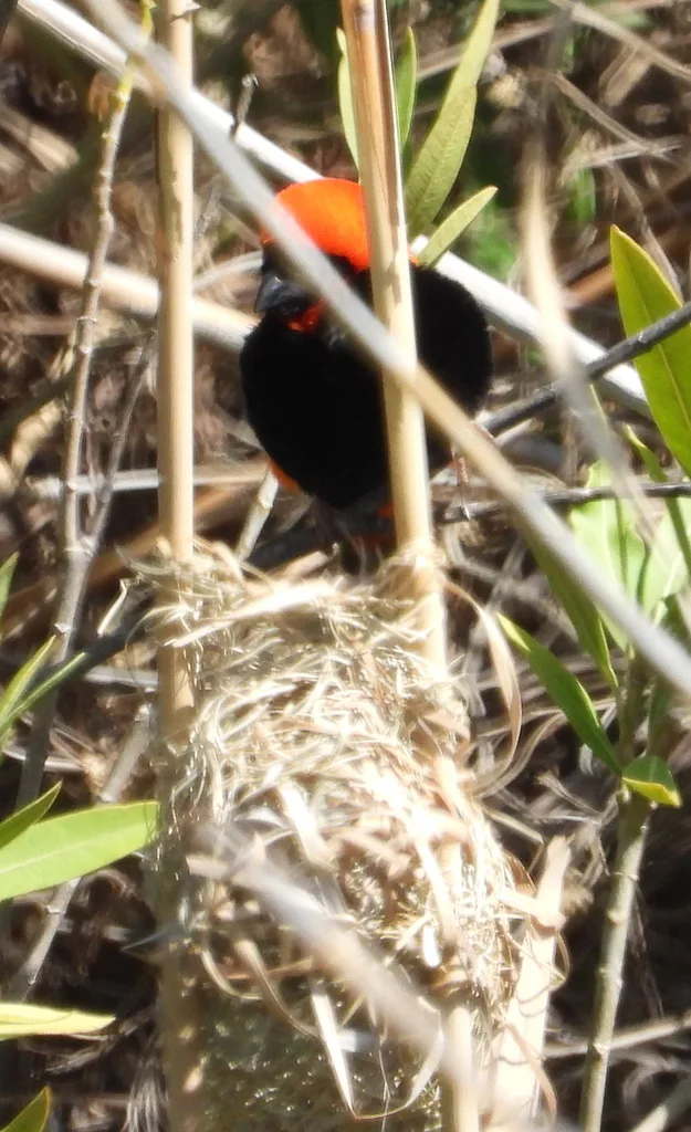 红巧织雀(Euplectes orix)