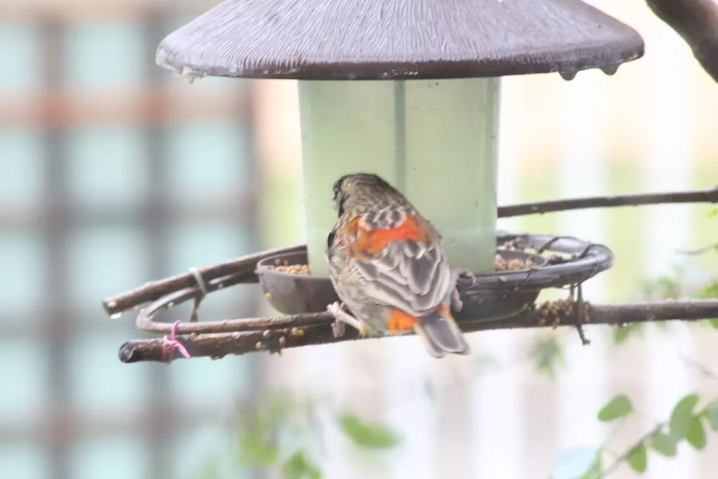 红巧织雀(Euplectes orix)