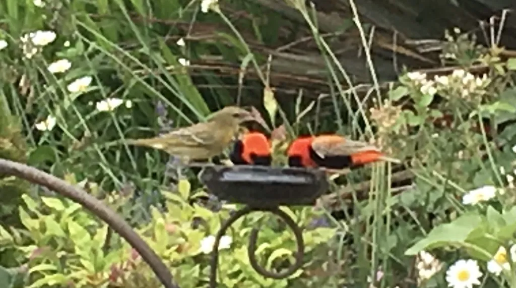 红巧织雀(Euplectes orix)