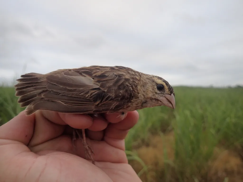 红巧织雀(Euplectes orix)