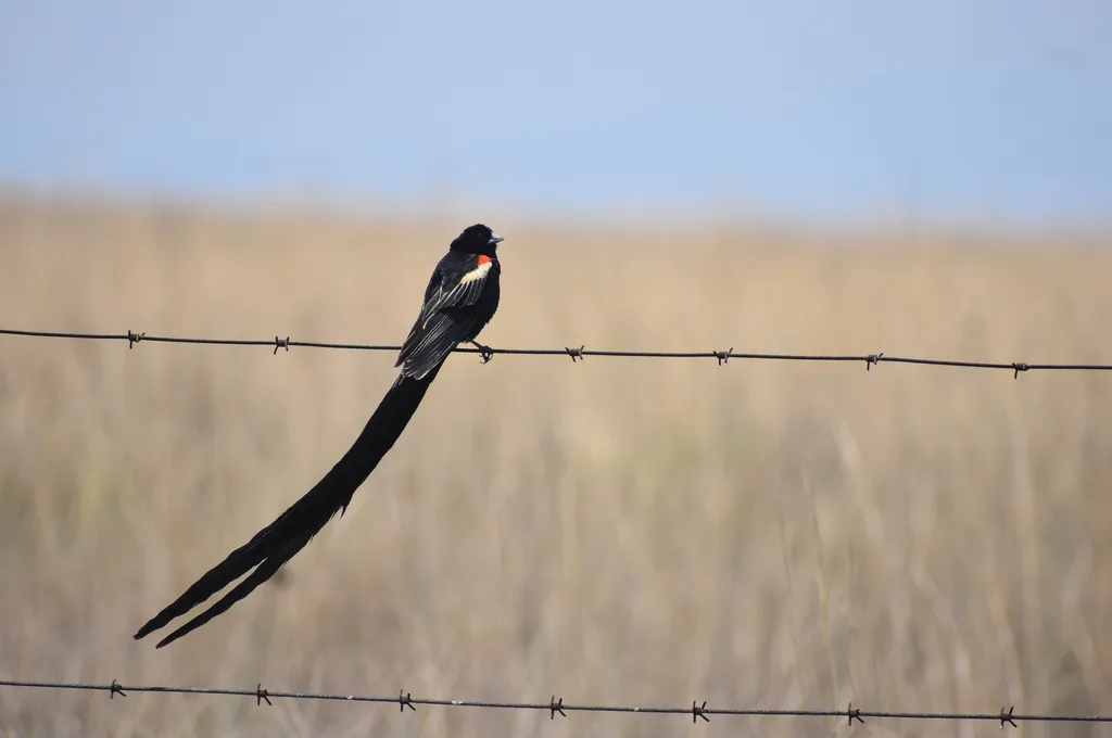 长尾巧织雀(Euplectes progne)
