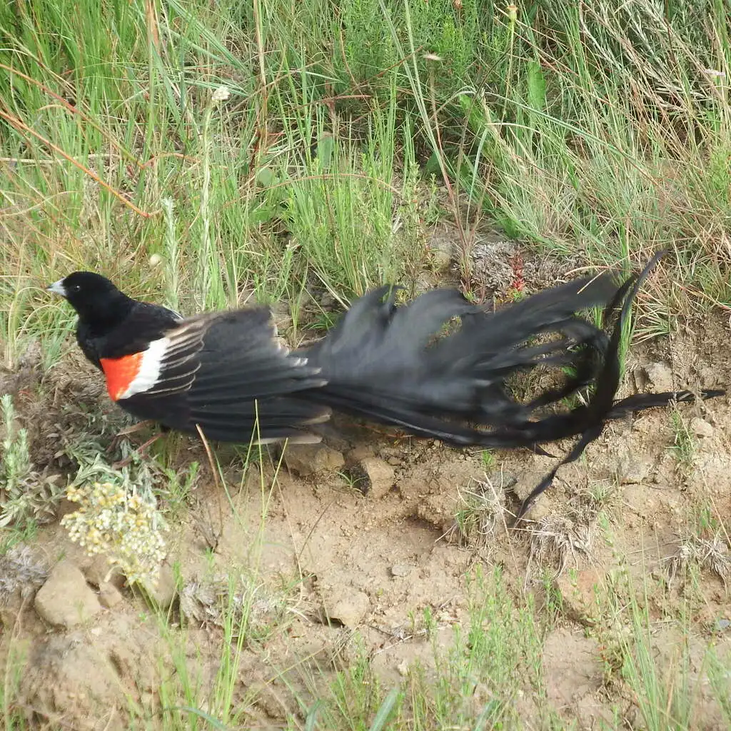 长尾巧织雀(Euplectes progne)