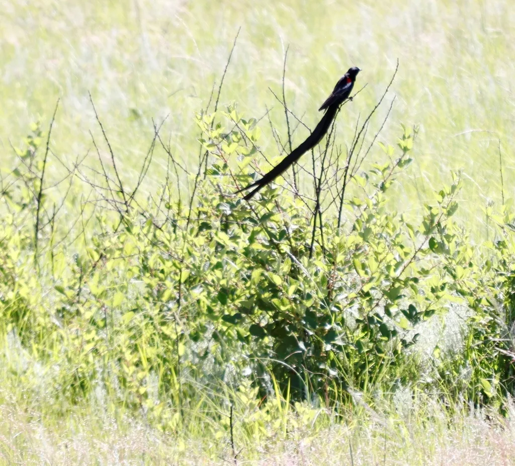 长尾巧织雀(Euplectes progne)