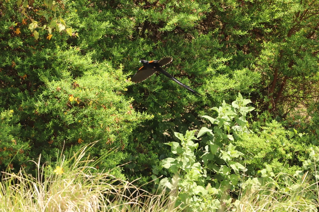 长尾巧织雀(Euplectes progne)