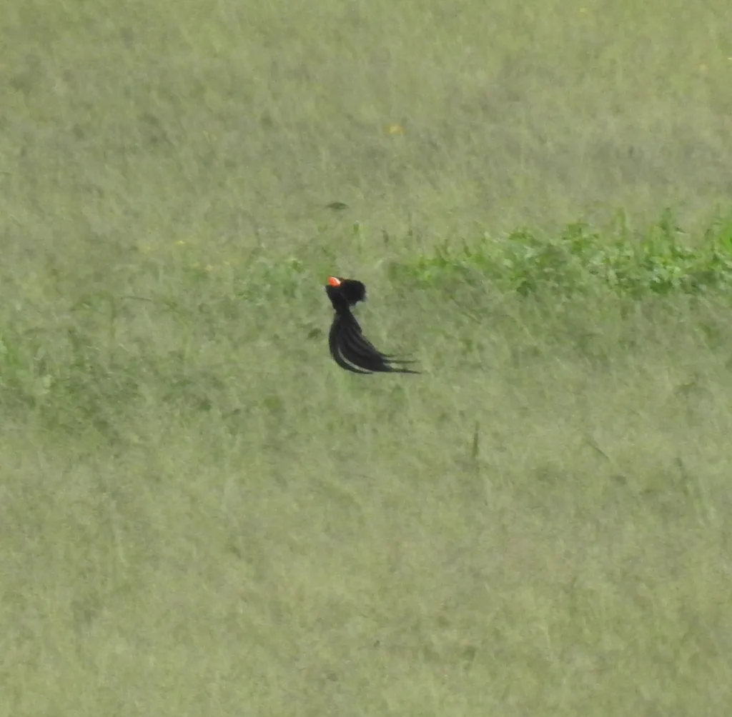 长尾巧织雀(Euplectes progne)