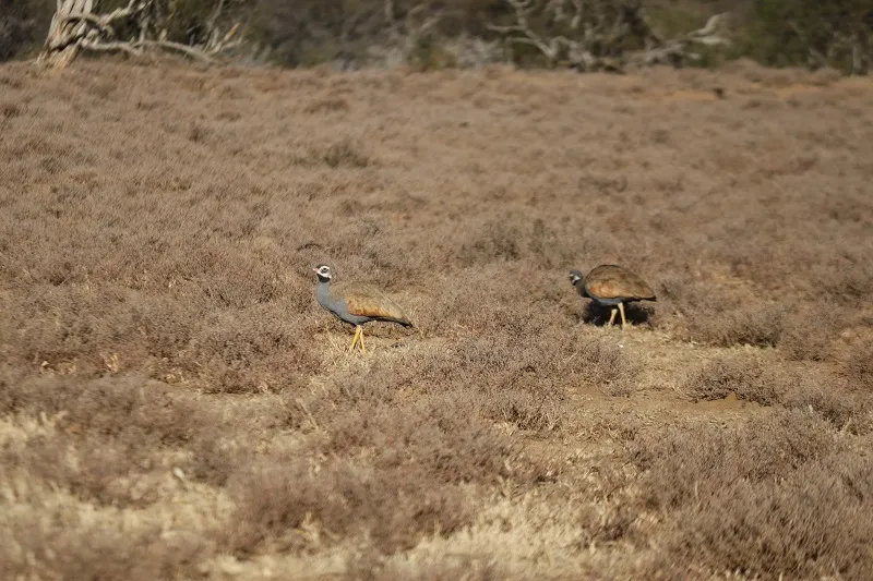 蓝鸨(Eupodotis caerulescens)