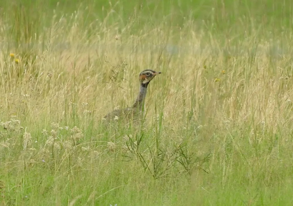 蓝鸨(Eupodotis caerulescens)