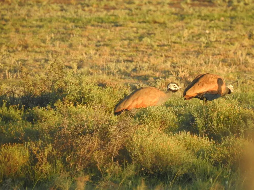 蓝鸨(Eupodotis caerulescens)