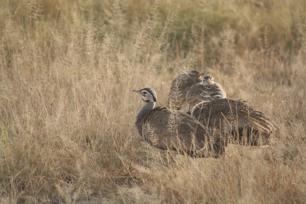 白腹鸨(Eupodotis senegalensis)