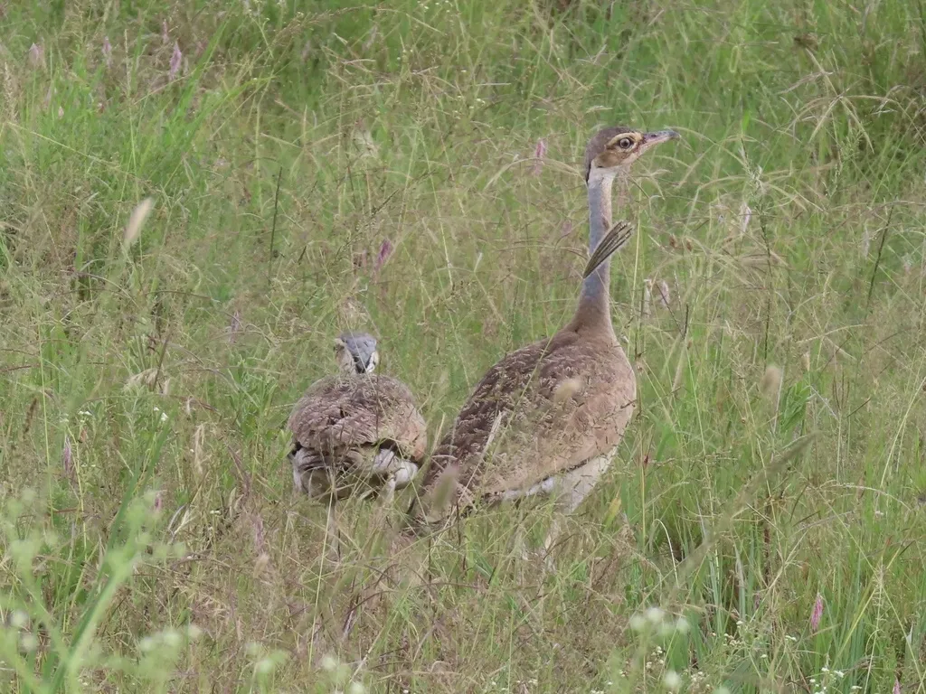 白腹鸨(Eupodotis senegalensis)