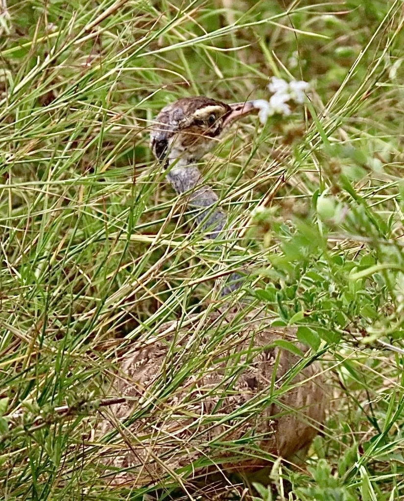白腹鸨(Eupodotis senegalensis)
