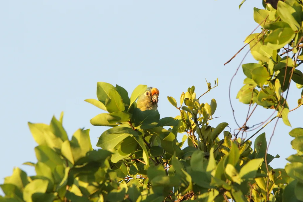 粉额鹦哥(Eupsittula aurea)