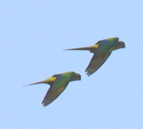 粉额鹦哥(Eupsittula aurea)