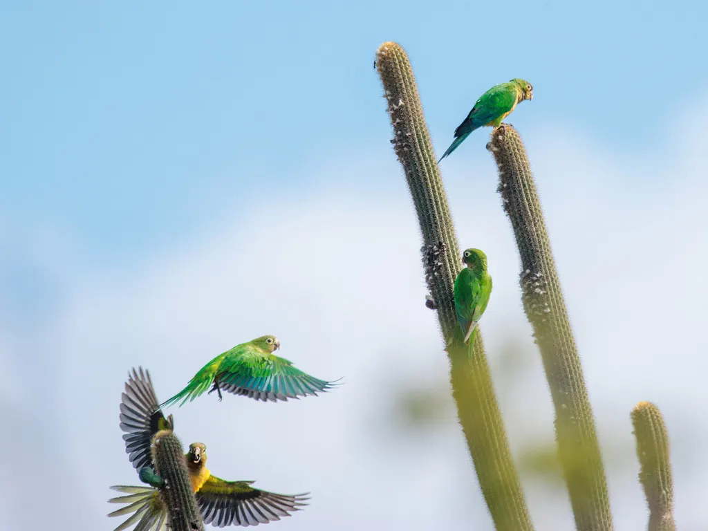 仙人掌鹦哥(Eupsittula cactorum)