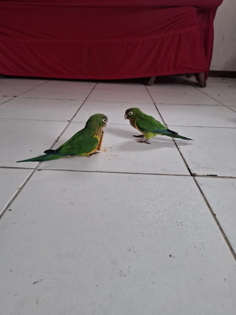 仙人掌鹦哥(Eupsittula cactorum)