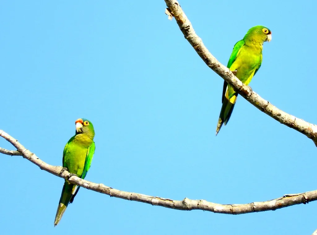 橙额鹦哥(Eupsittula canicularis)