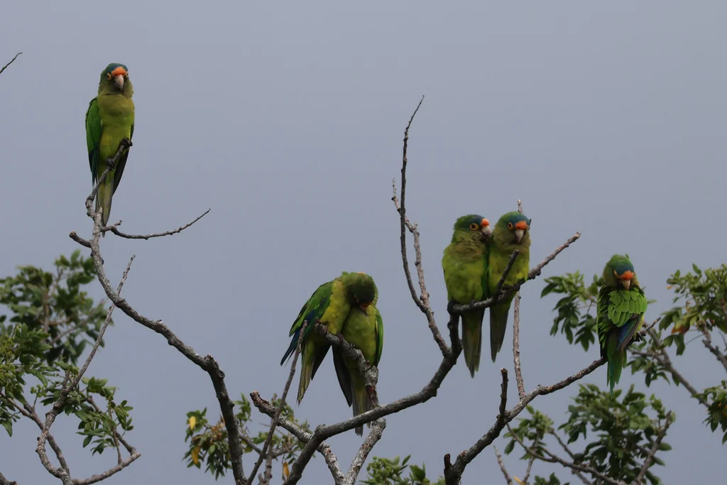 橙额鹦哥(Eupsittula canicularis)