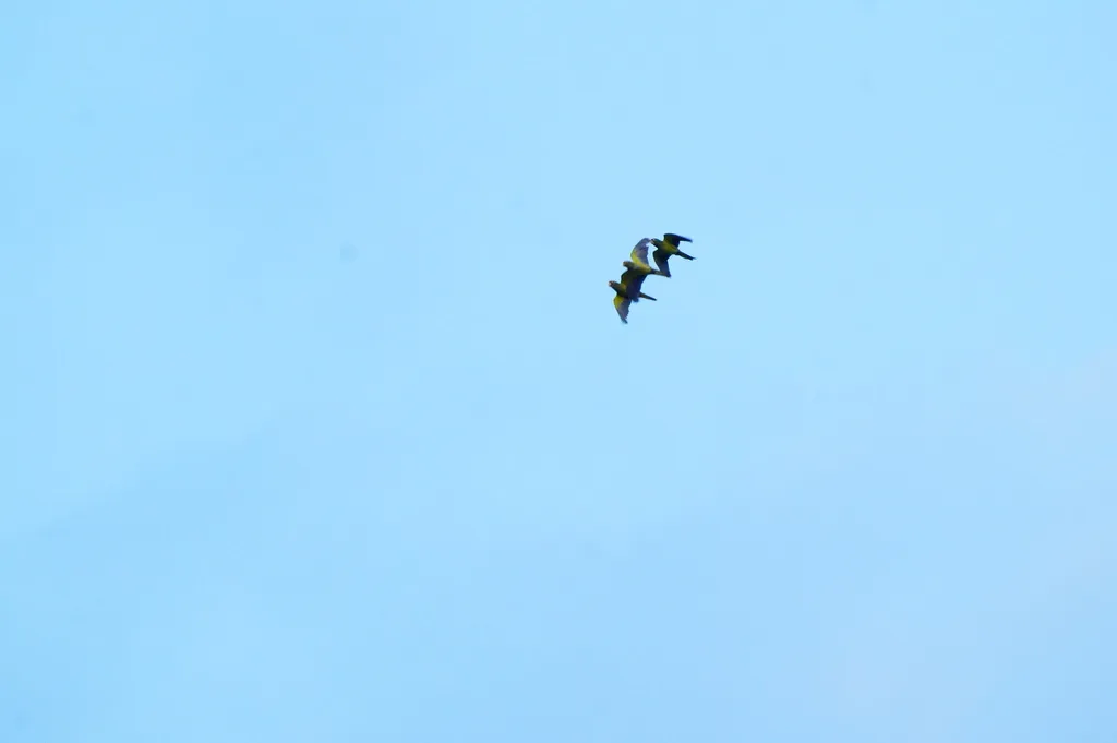 橙额鹦哥(Eupsittula canicularis)