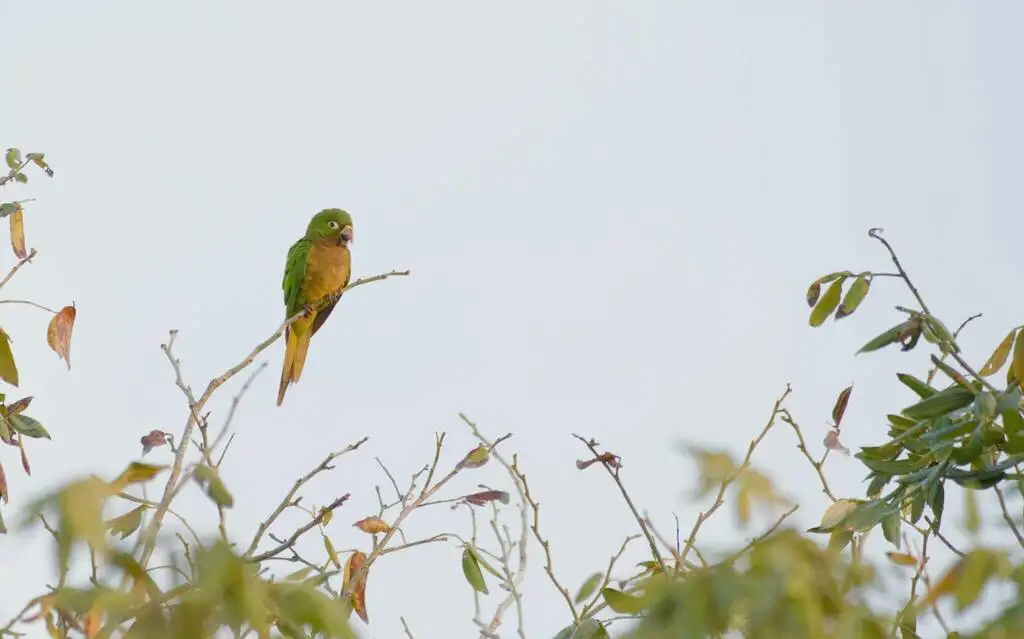 绿喉鹦哥(Eupsittula nana)