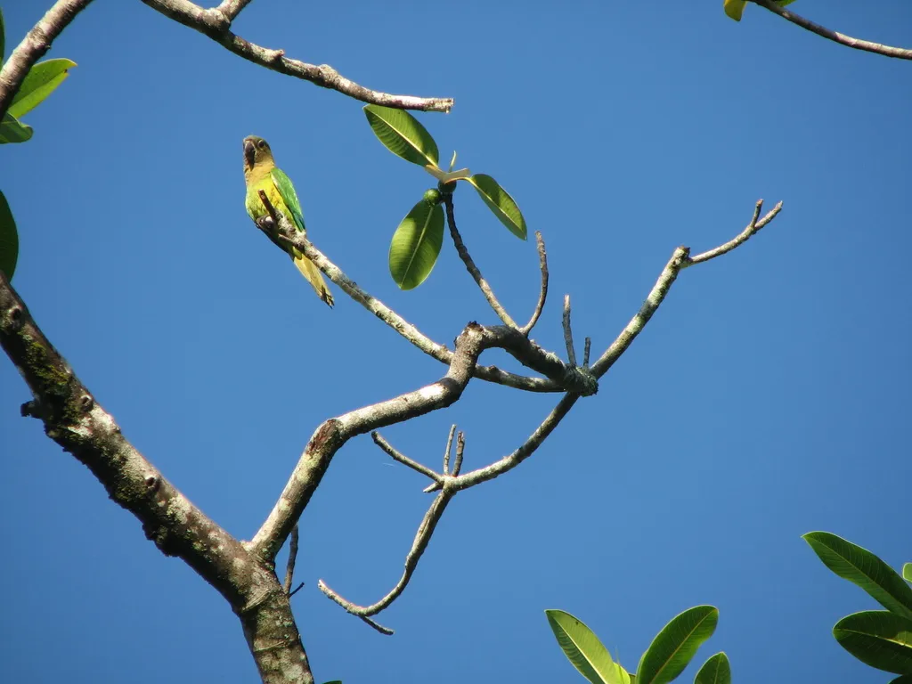 褐喉鹦哥(Eupsittula pertinax)