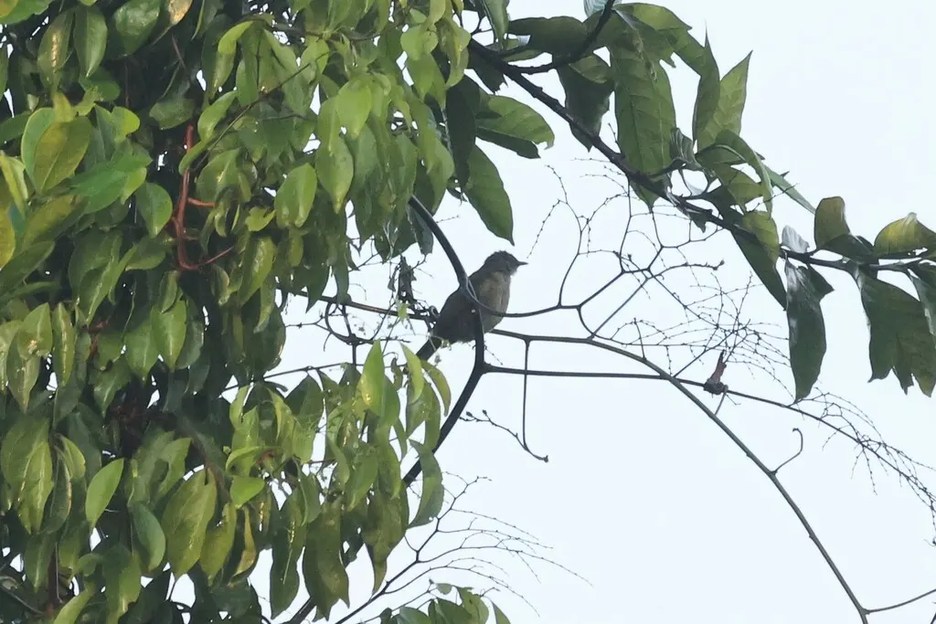 灰绿鹎(Eurillas gracilis)