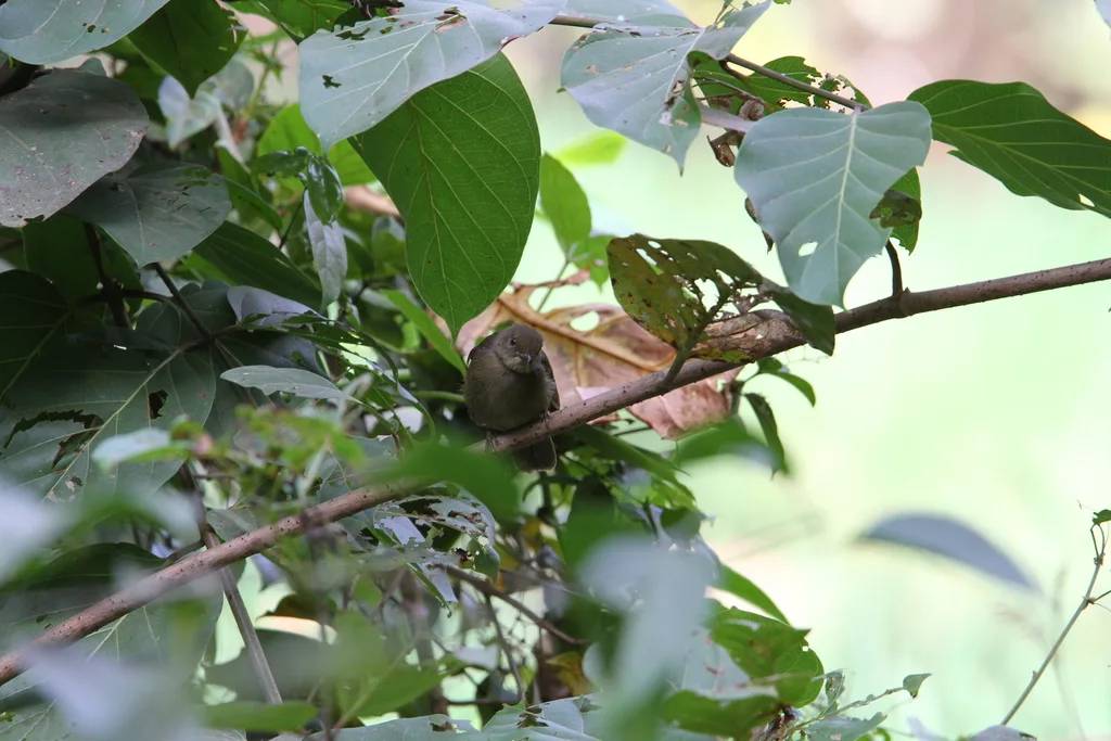 小绿鹎(Eurillas virens)