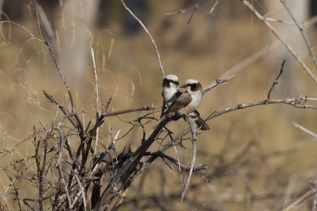 白顶林鵙(Eurocephalus anguitimens)