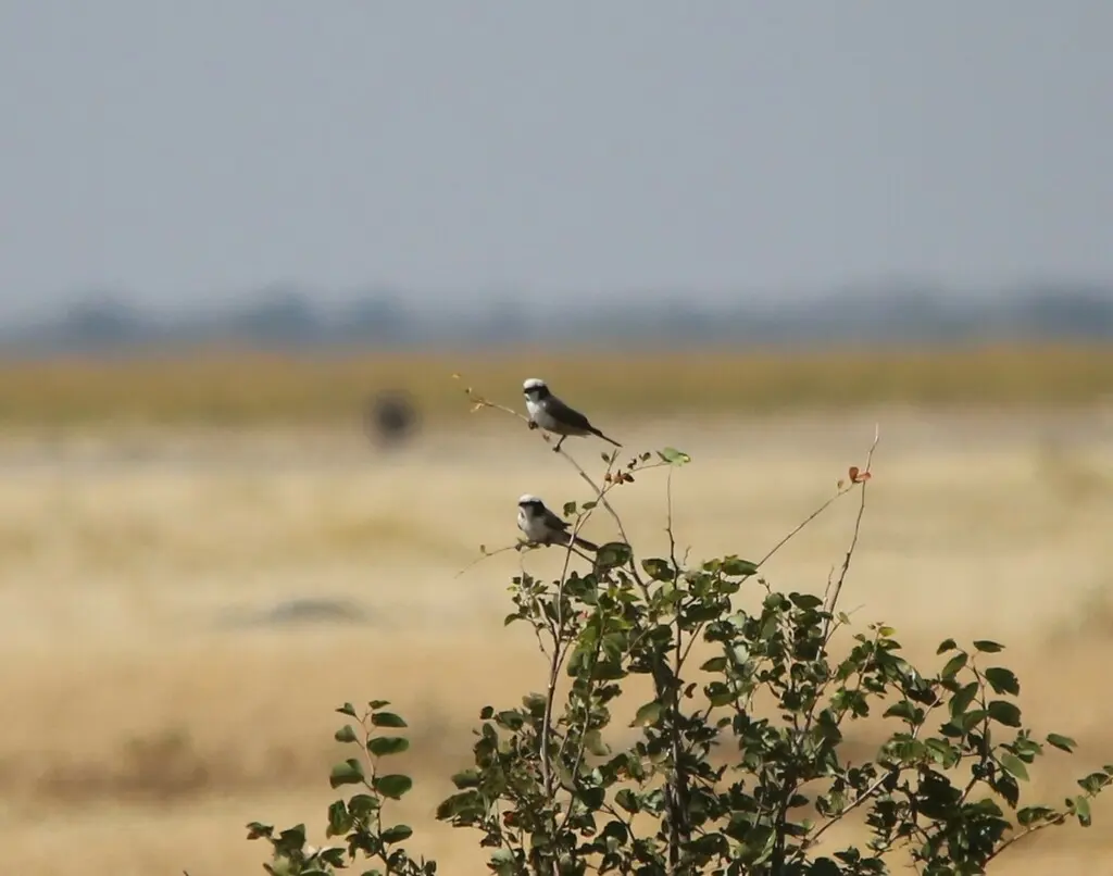 白顶林鵙(Eurocephalus anguitimens)