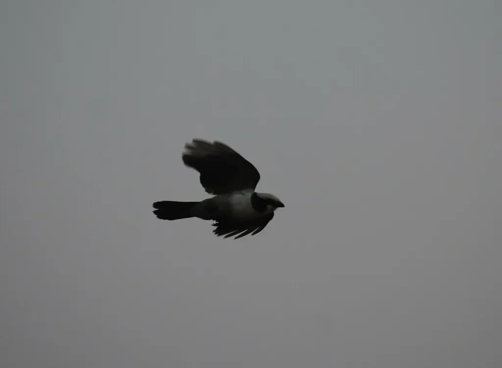 白顶林鵙(Eurocephalus anguitimens)