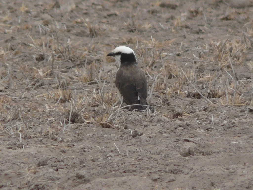 白腰林鵙(Eurocephalus ruppelli)
