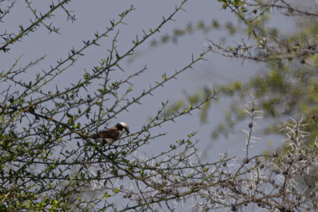白腰林鵙(Eurocephalus ruppelli)