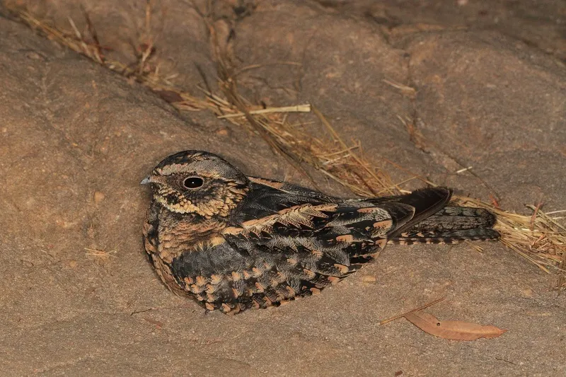 斑毛腿夜鹰(Eurostopodus argus)