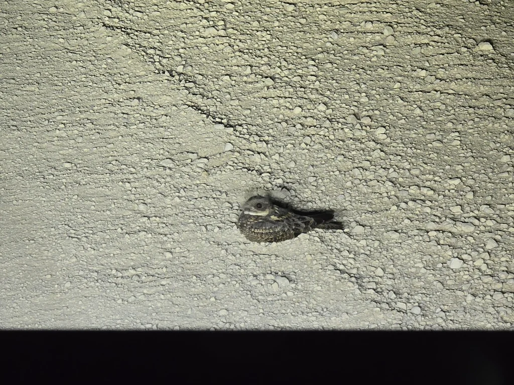 斑毛腿夜鹰(Eurostopodus argus)