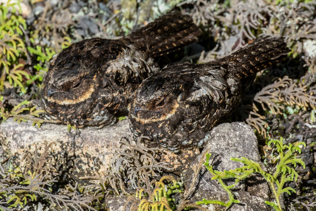 环颈毛腿夜鹰(Eurostopodus diabolicus)