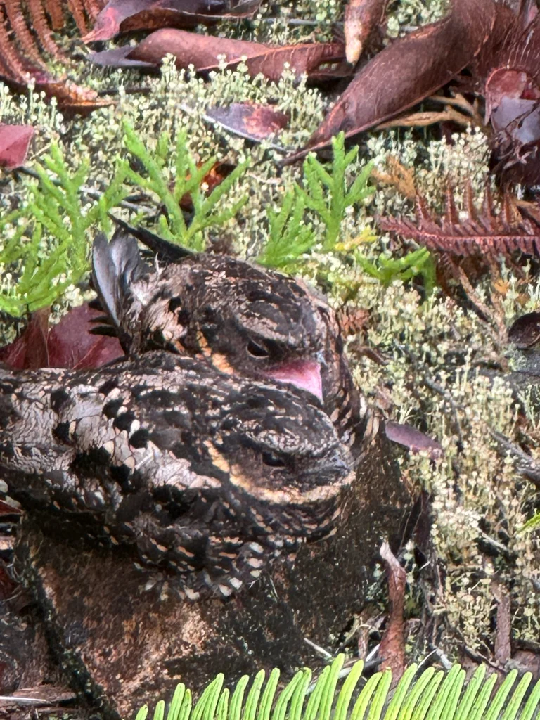 环颈毛腿夜鹰(Eurostopodus diabolicus)
