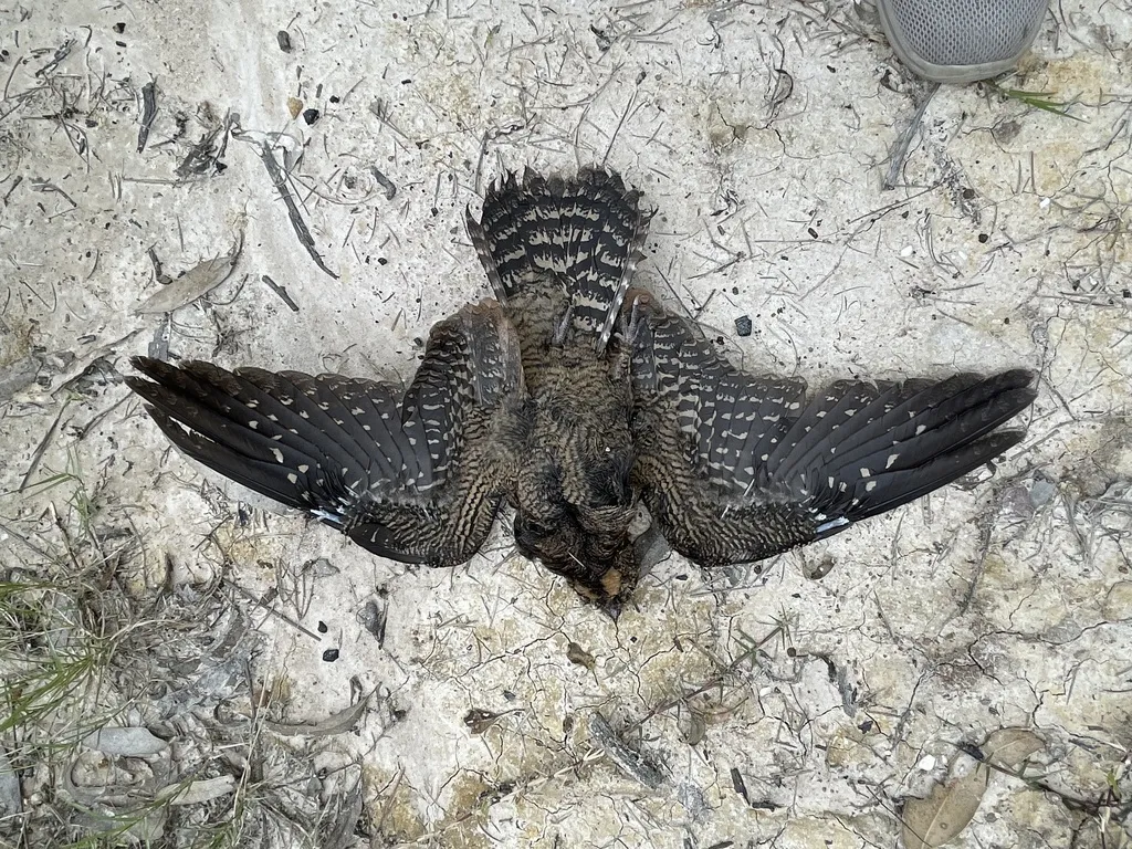 白喉毛腿夜鹰(Eurostopodus mystacalis)