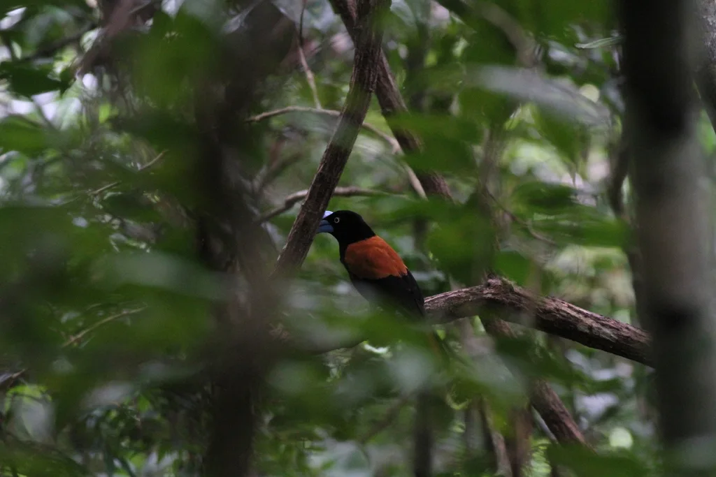盔鵙(Euryceros prevostii)