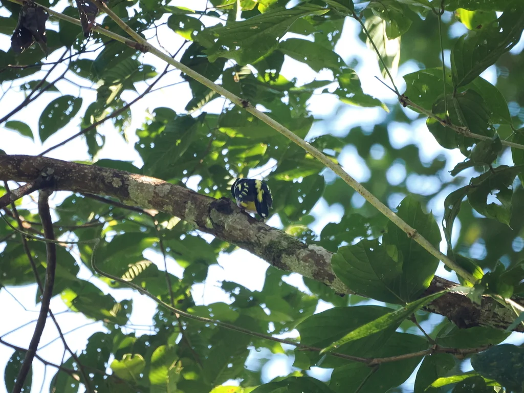 黑黄阔嘴鸟(Eurylaimus ochromalus)