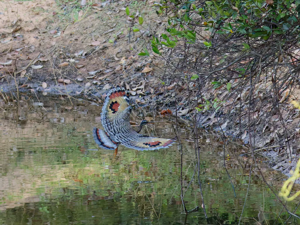 日鳽(Eurypyga helias)