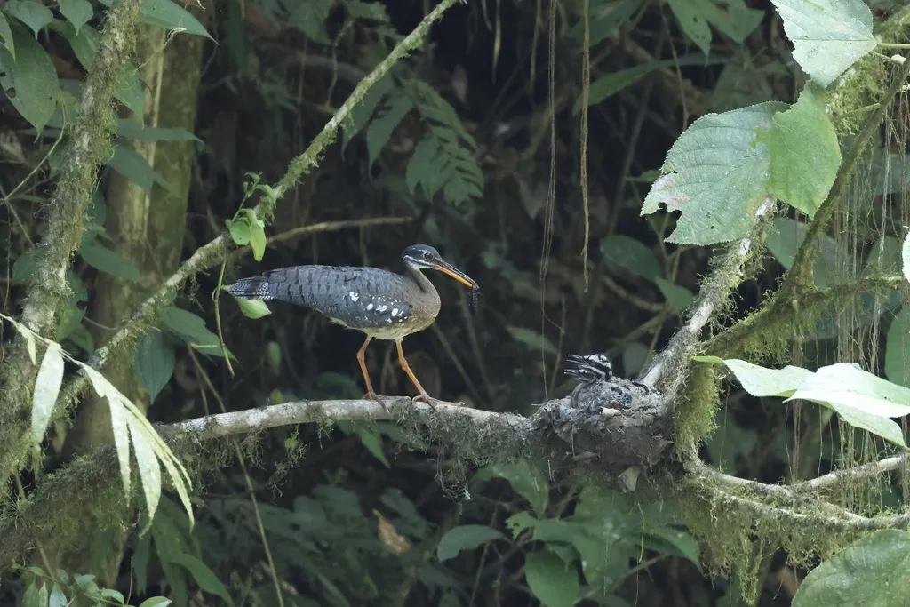 日鳽(Eurypyga helias)