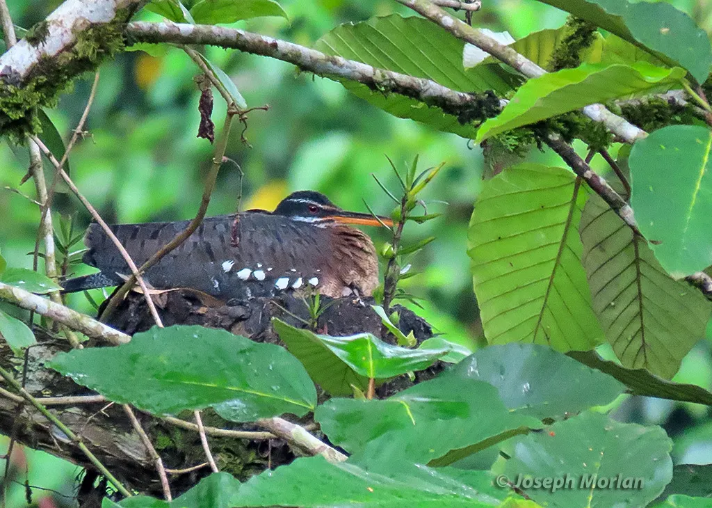日鳽(Eurypyga helias)
